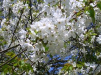 Cherry - Prunus avium