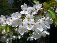 Cherry - Prunus avium