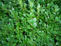 Common Box - Buxus sempervirens