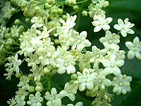 Common Elder - Sambucus nigra