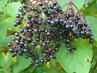 Elder Berries - Sambucus nigra