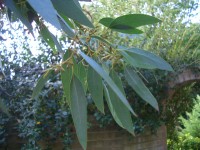 Eucalyptus - Gum tree