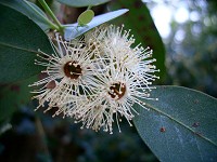 Eucalyptus Flowers - Gum tree