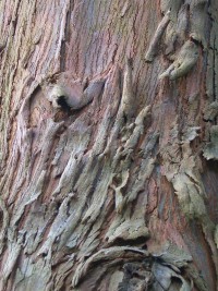 Eucalyptus bark - gum tree