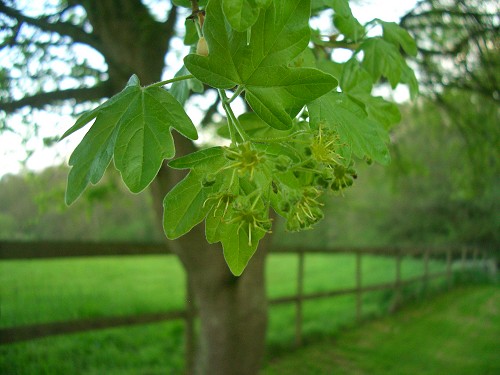 [http://www.english-country-garden.com/a/i/trees/field-maple-1.jpg]