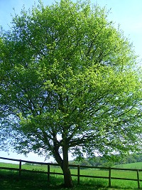 Field maple - Acer campestre