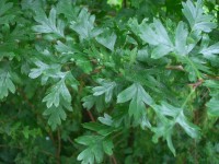 Hawthorn - Crataegus monogyna