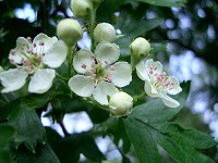 Hawthorn - Crataegus monogyna