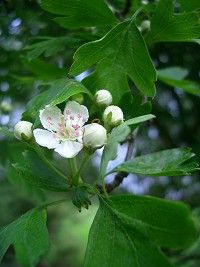 Hawthorn - Crataegus monogyna