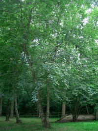 Common Hazel