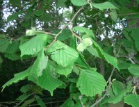 Common Hazel