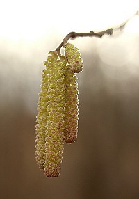 Hazel Catkins