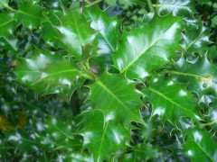 English Holly