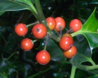 English Holly Berries - poisonous