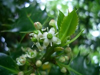 English Holly Flowers