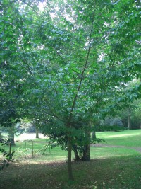 Hornbeam - Carpinus betulus