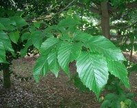 Hornbeam - Carpinus betulus