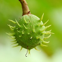 Horse Chestnut - Aesculus hippocastanum -conker