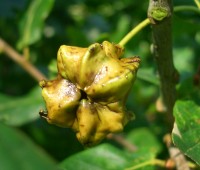 Knopper Galls