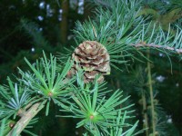 European Larch - Larix decidua