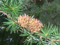 European Larch - Larix decidua