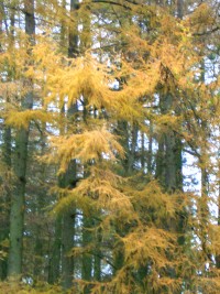 European Larch in Autumn - Larix decidua