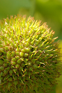 London Plane - fruit
