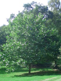London Plane - Platanus x hispanica
