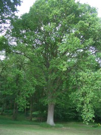 English Oak Tree in Summer - Quercus robur