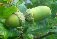 Acorns