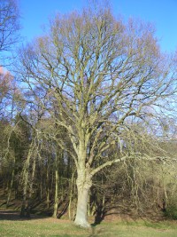 English Oak in Winter