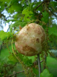 Oak Apple Gall caused by the wasp, Biorhiza pallida