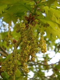 English Oak Catkins