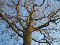 Oak in Winter