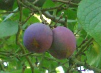 Garden Plum - Prunus domestica