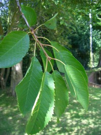Garden Plum - Prunus domestica