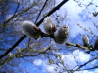 Goat Willow - Salix caprea