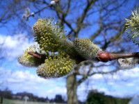 Goat Willow - Salix caprea