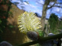 Goat Willow - Salix caprea