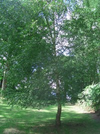 Silver Birch - Betula pendula