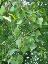 Silver Birch - Betula pendula