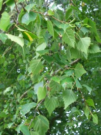 Silver Birch - Betula pendula