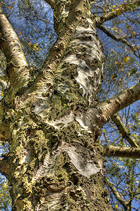 Silver Birch - Betula pendula
