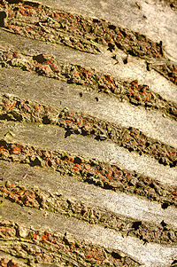 Silver Birch Bark - Betula pendula