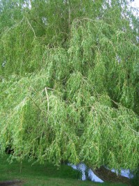 Weeping Willow Catkins - Salix x chrysocoma 