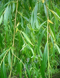 Weeping Willow - Salix x chrysocoma 