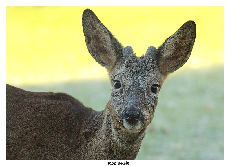 Roe Deer - Capreolus capreolus