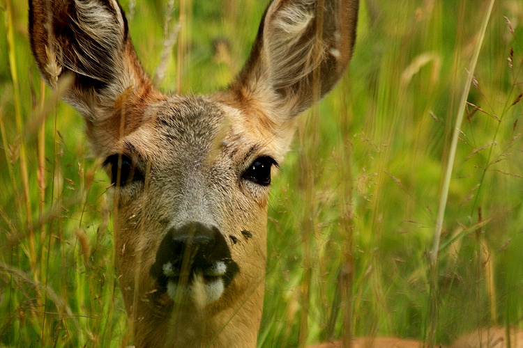 Roe Deer in the grass