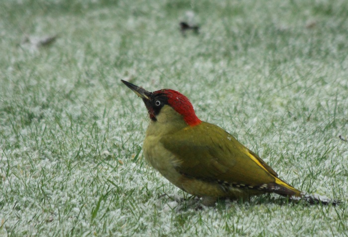 Green Woodpecker in the snow