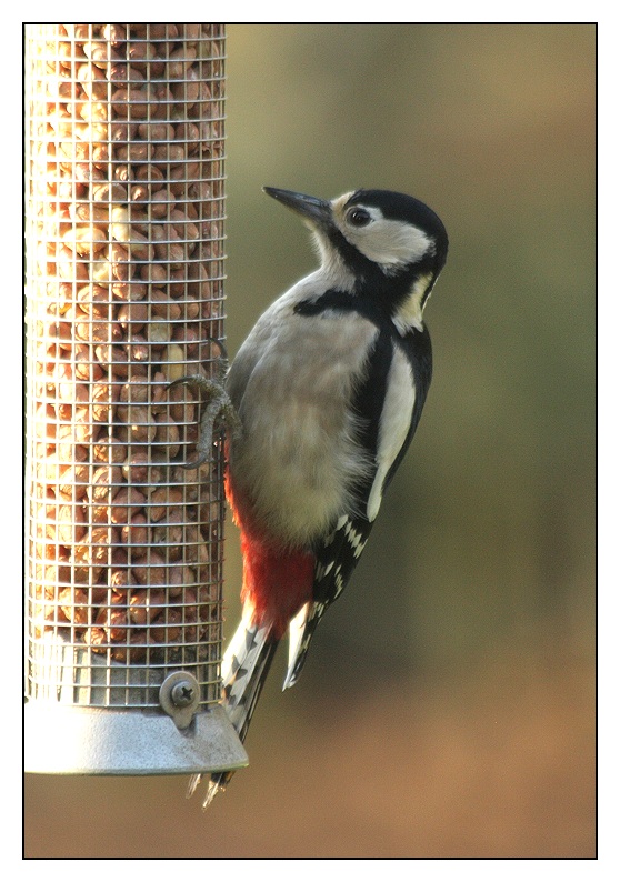 Great Spotted Woodpecker - Dendrocopus Major